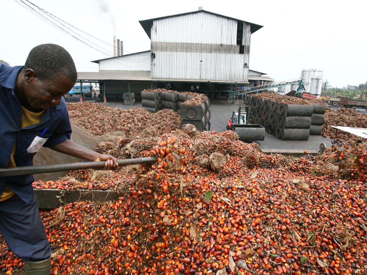 Côte d'Ivoire: les importations illégales d'huile de palme raffinée  menacent de nombreux emplois [1/2] - Afrique économie